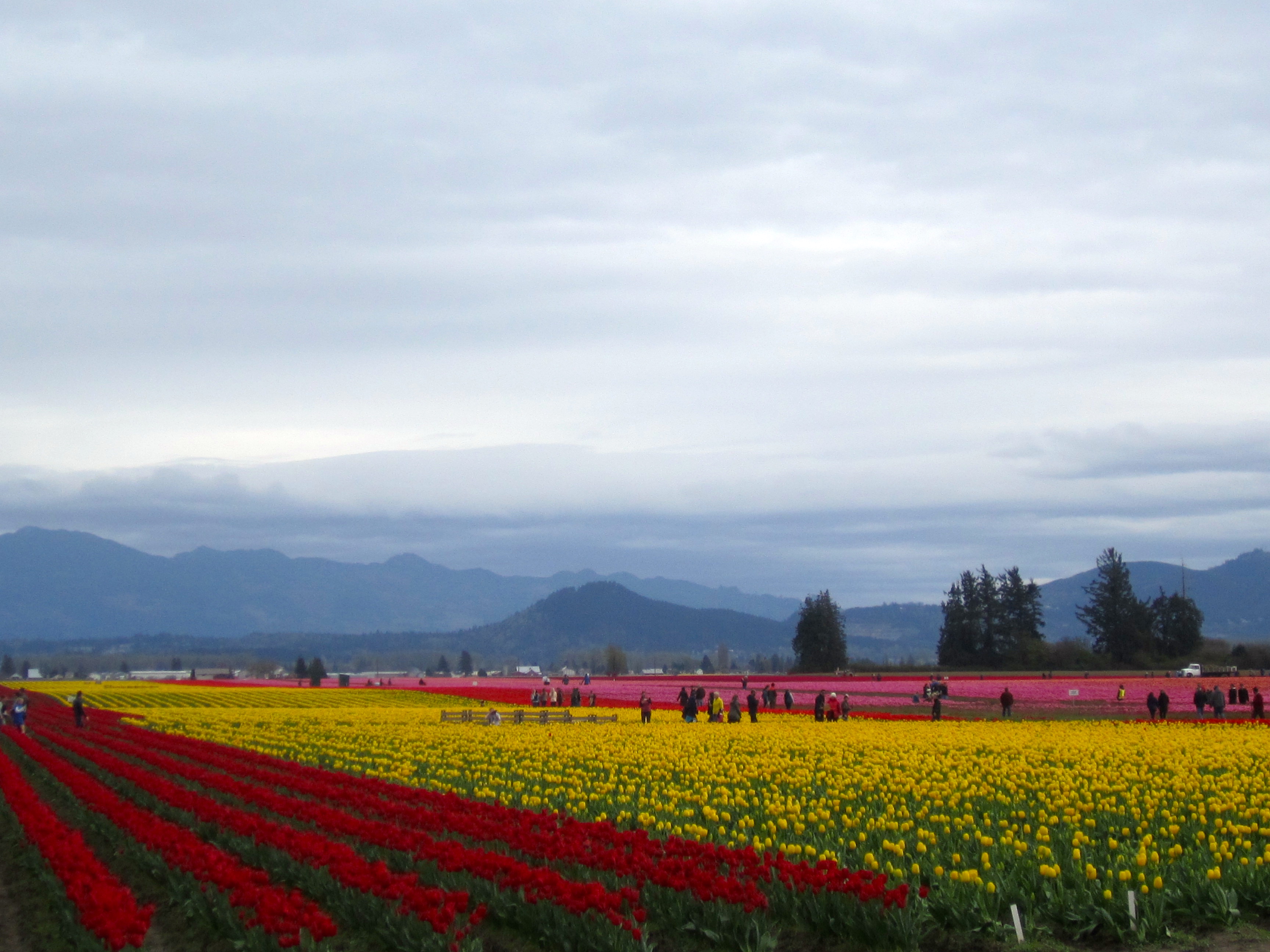 Tiptoe through the Tulips of Washington